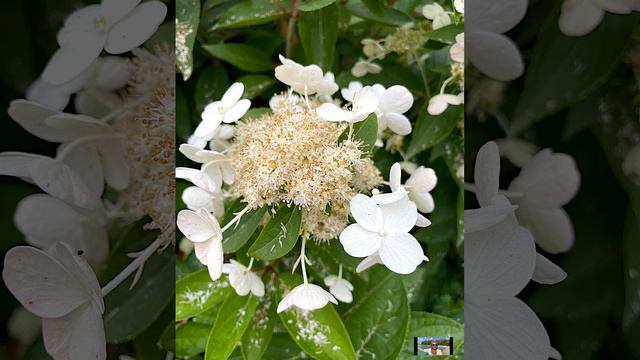 Мои Цветы🌸🌹🥀🌼🌾Август 2024 #shorts смотреть онлайн