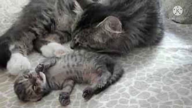 Уличная кошка родила четверых котят. Но в то, что произошло через 4 дня, не мог поверить никто смотреть онлайн
