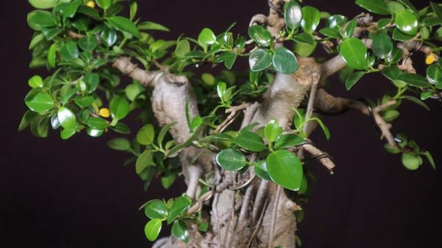 Green Island Ficus Bonsai. Ficus Microcarpa
