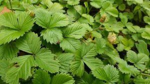 Фундук в Сибири растет и плодоносит