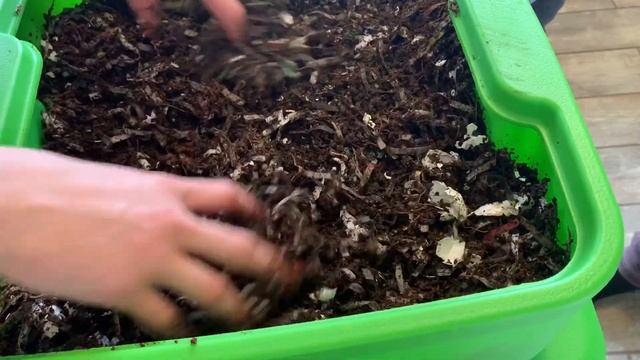 Setting up our Worm Composter! смотреть онлайн