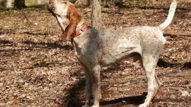 Все породы собак.Английская Енотовая Гончая (English Coonhound) смотреть онлайн