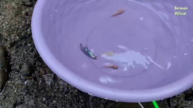 Find Betta Fish, in the River, Penguin, Lobster, Whale, Shark, Frog, Sea Fish, Turtle, Part131 смотреть онлайн