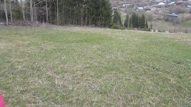 КОЗЫ, КОРОВЫ И БОРЩЕВИК//ПОЧЕМУ МОЛОКО НЕВКУСНОЕ???//ЧЕМ ОПАСЕН БОРЩЕВИК ДЛЯ ЧЕЛОВЕКА??? смотреть онлайн