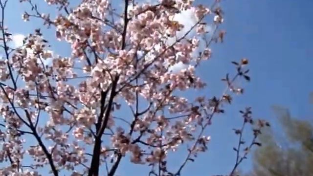 Сакура смотреть онлайн