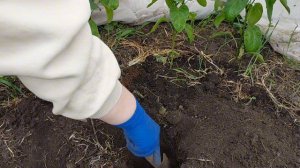 ПОСАДКА СЛАДКОГО ПЕРЦА В ГРУНТ..ЧТО ПОЛОЖИТЬ В ЛУНКУ...