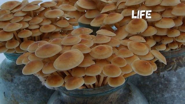 Как быстро вырастить на своей даче опята? смотреть онлайн