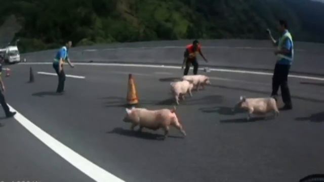 Police chase stampeding piglets on Chinese motorway смотреть онлайн