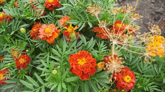 Фотоаппарат Xiaomi Yi M1 тест фото и видео. Беззеркальная цифровая камера Yi M1 из Aliexpress.