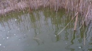 Выращивание карпа в домашнем пруду. Пруд на даче. Пруд на участке.