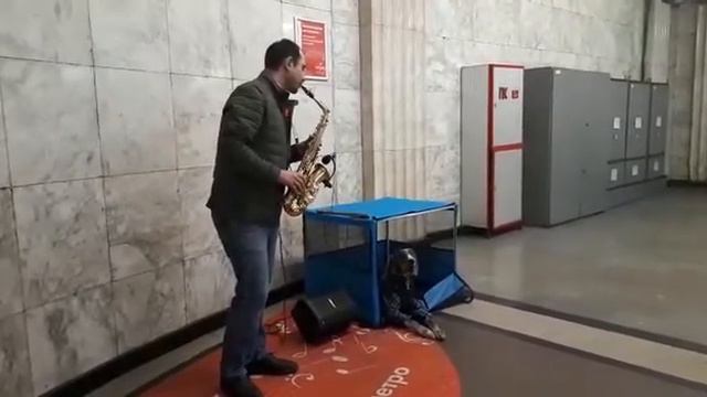 музыка метро. саксофон и собака смотреть онлайн