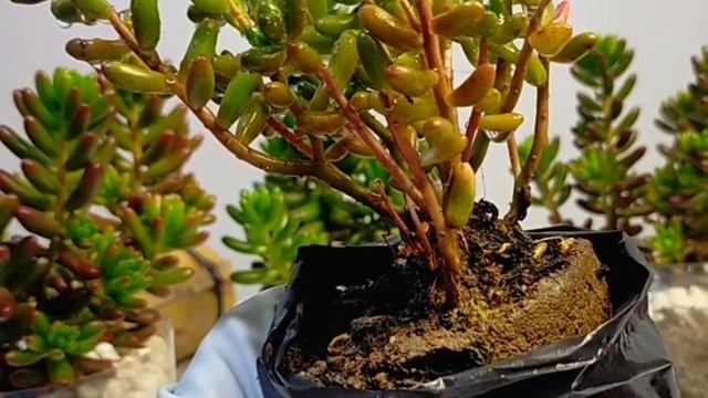 3 Jelly Beans Sedum Rubrotinctum Succulent Care Guide | 다육식물 多肉植物 Suculentas смотреть онлайн