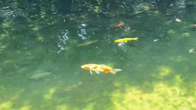 Hong Kong Park... смотреть онлайн