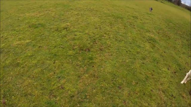 Fences, ponds and Collie pups 18 12 20 смотреть онлайн