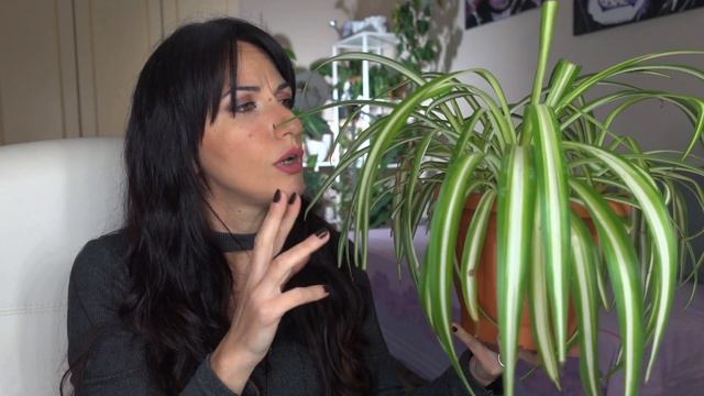 LA CURA DEL CLOROFITO! Perché DEVI AVERNE UNO IN CASA! смотреть онлайн