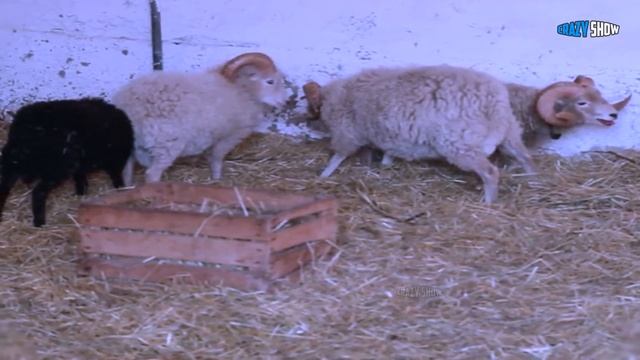 БАРАНЫ И КОЗЛЫ АТАКУЮТ! ПРИКОЛЫ С БАРАНАМИ СМЕШНЫЕ КОЗЛЫ #9 смотреть онлайн