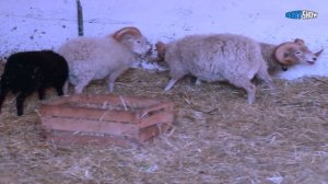 БАРАНЫ И КОЗЛЫ АТАКУЮТ! ПРИКОЛЫ С БАРАНАМИ СМЕШНЫЕ КОЗЛЫ #9