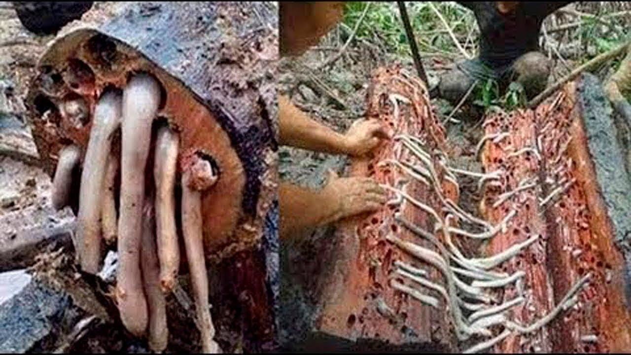 Самые Мерзкие Блюда в Мире / Слабо попробовать? смотреть онлайн