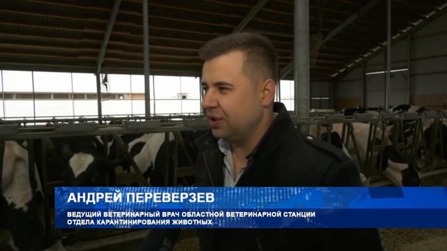 В Воронежскую область доставили 220 голов нетелей голштинской породы из Германии смотреть онлайн