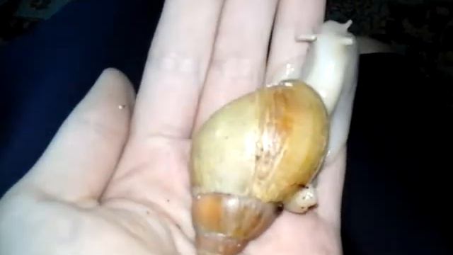 ЧТО ТАКОЕ НЕРОСТУШКА!!!! ПОЧЕМУ БЫВАЮТ НЕРОСТУШКИ?! смотреть онлайн