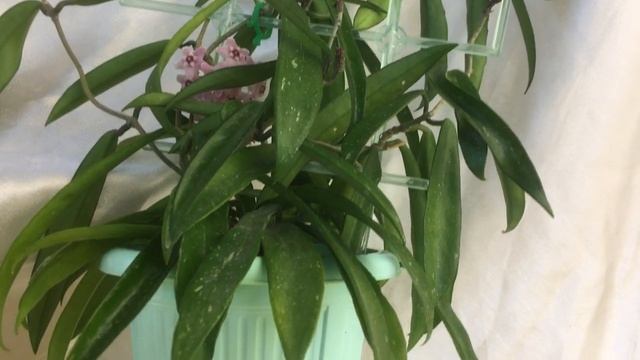 Hoya Minibelle смотреть онлайн