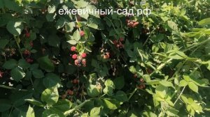 Садовая ежевика Честер