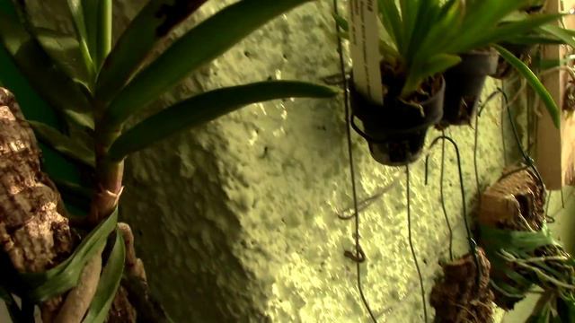 Fungal infections on Orchids - relation to bad media смотреть онлайн