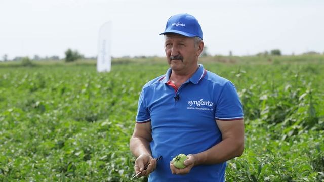 САГАТАН F1 | Овощная усадьба смотреть онлайн