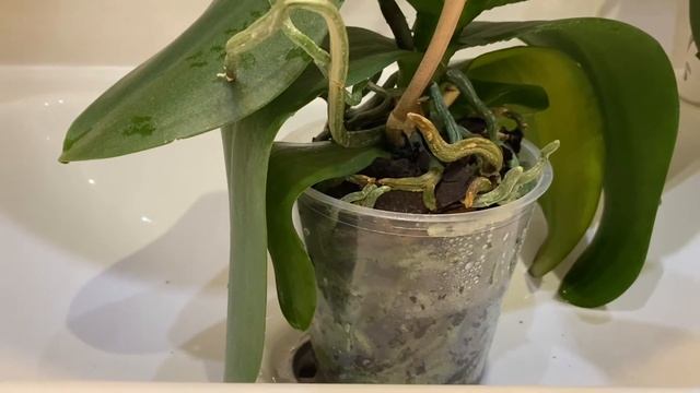 Полив орхидеи методом погружения в воду смотреть онлайн