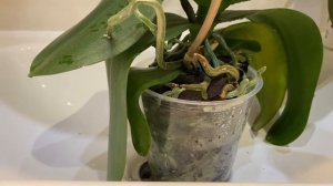 Полив орхидеи методом погружения в воду