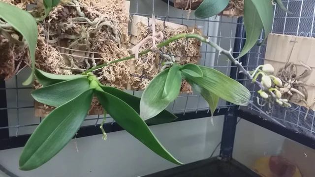 Watering in "orchid house" смотреть онлайн