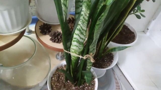 Комнатные Растения в Зале в Декабре. смотреть онлайн