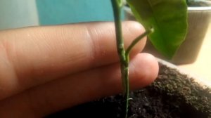 Как правильно привить мандарин,лимон или прививка дички на дичку