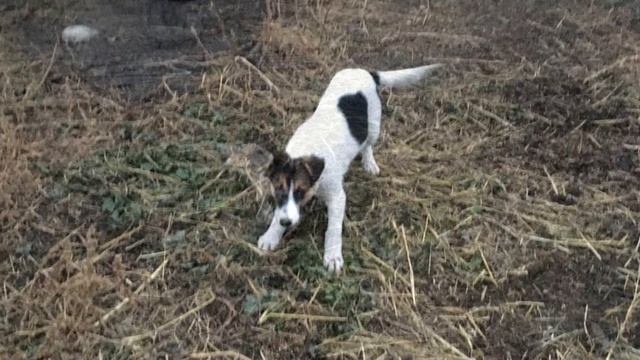 Щенок бегал и искал хозяев, но у него ничего не получалось. Но вдруг случилось чудо! смотреть онлайн