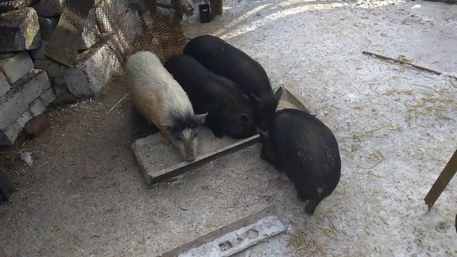 Свиньи зимой. Содержание. Свиноводу на заметку. смотреть онлайн