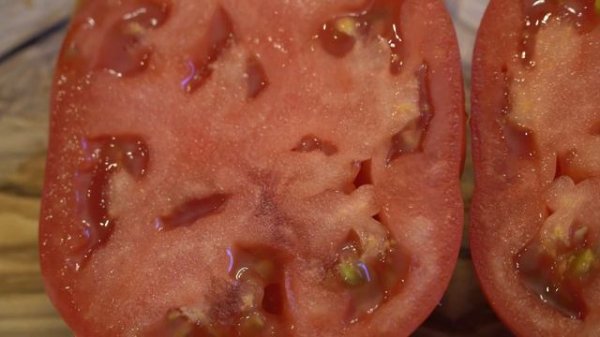 Celebrity Tomato - Disease Resistant Hybrid Tomato With Good Flavor