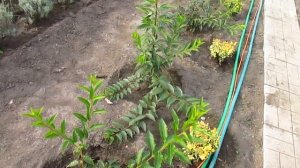 ФОРЗИЦИЯ . Примеры формировки . Обзор растений, Часть 2.