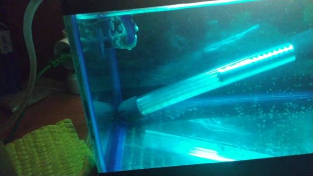 Разведение скалярий в домашних условиях #7 смотреть онлайн