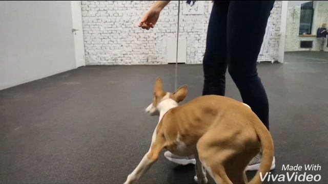 Хендлинг обучение щенка поденко ибиценко (ивисская борзая). Podenco Ibicenco handling. Ibizan hound смотреть онлайн