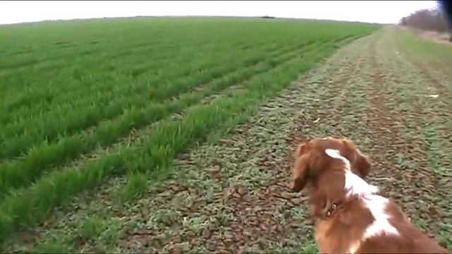 Агат по куропатке Крым смотреть онлайн