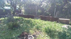 разведение диких уток в домашних условиях.водоплавающая птица.