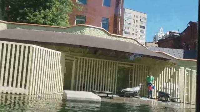 тюлени Московского зоопарка смотреть онлайн
