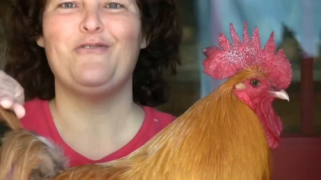 Becky's Homestead 25: All About Chickens смотреть онлайн