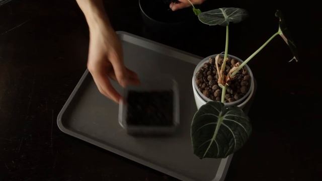 Alokazja Black Velvet młode sadzonki z bulwy hydroponika смотреть онлайн