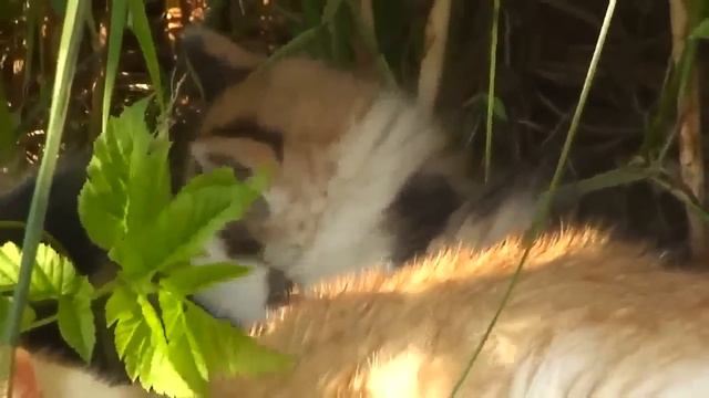 Босоногое детство... - Андрей Лихачёв. смотреть онлайн