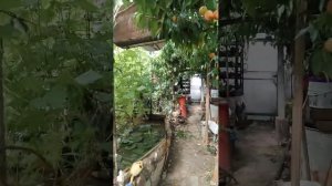 персики в теплице в подмосковье