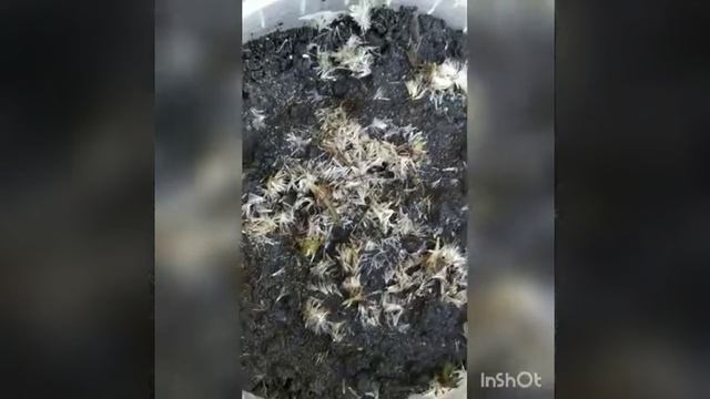 Эдельвейс круглый год смотреть онлайн