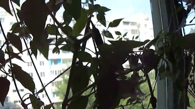 Острый комнатный перец краснеет !!!! смотреть онлайн