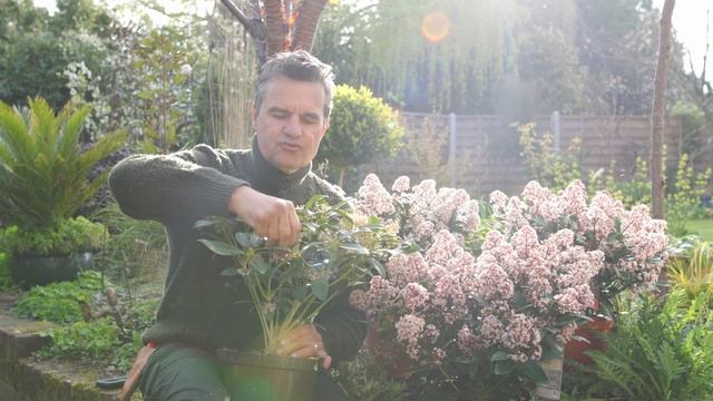 Antony's Garden Tips - Spring 2022 / Evergreens / Pitusporum / Skimmia / Dogwood Cornus / Hellebore