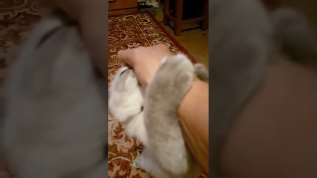 кошечка тайская#дочка моей кошки#тайская кошка